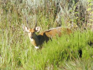 Bushbuck