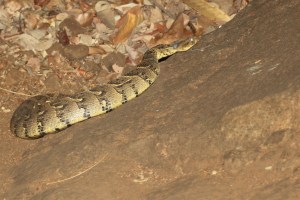 The puff adder that our dog Shep helped to find and scare away.
