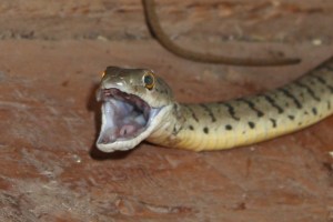 The extremely aggressive bush snake that invaded our house, shortly before his unfortunate demise.