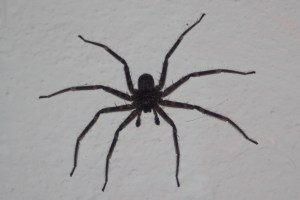 Spider
