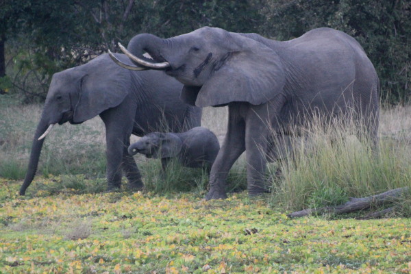 Elephant Family Drinking