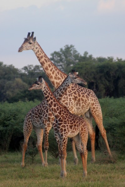 Giraffes