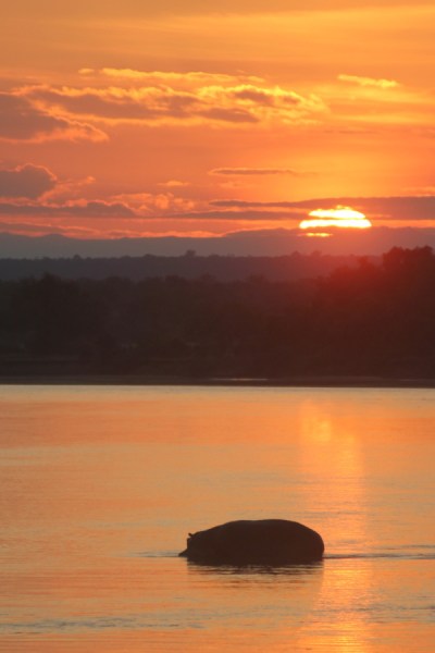 HippoSunset
