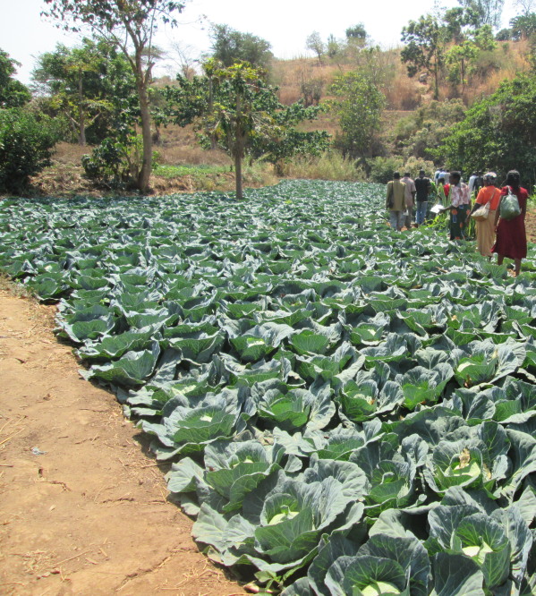 A field trip to a nearby cooperative irrigation club. We took representatives from all of the irrigation clubs in our area so we could learn about better ways of growing and selling the produce.