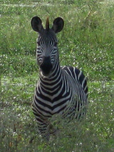 Zebra